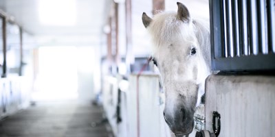 Lumppari tallissa - Kuva: Satu Nyström Lumppari tallissa - Kuva: Satu Nyström