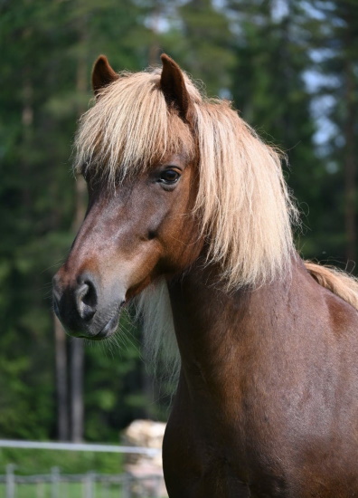 Mysa