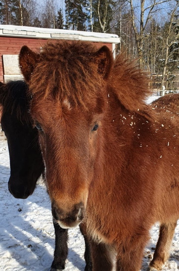 Teitur